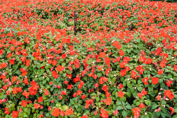 Flower garden with colorful background.