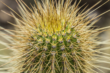 Green cactus plant with sharp yellow spikes