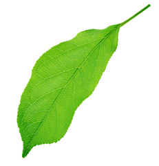 Fototapeta premium Apple tree leaf isolated on a white