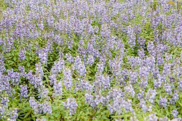 Obraz premium Flower garden with colorful background.