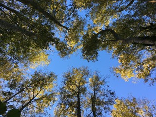 Trees and Sky