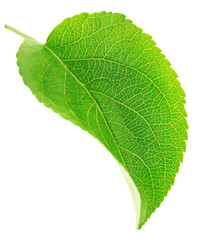 Apple tree leaf isolated on a white