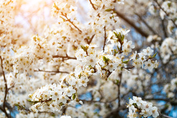 A blooming branch of apple tree in spring with glare of sunlight in the sunset. Blurred background