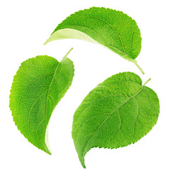 Fototapeta premium Set of apple tree leaves isolated on a white