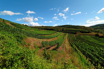 Fototapeta na wymiar Beautiful Vineyards in the Kaiserstuhl, Germany