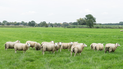 Sheep grazing in a Dutch meadow at summertime