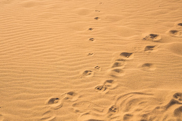 Dog footprints in the sand