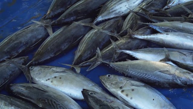 Freshly Caught Tuna at a Market on Maafushi Island, Maldives