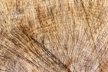 Сlose-up of the weathering of the old driftwood stump, a cut of a tree with annual rings