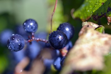 Raisins bleus en grappe