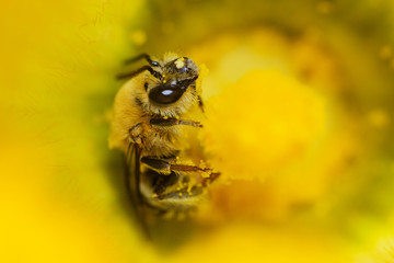 Common Long-horned Bee 