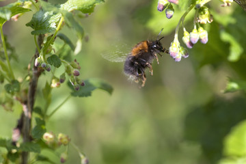 Hummel
