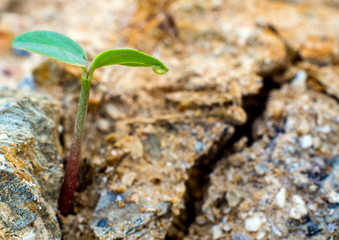 Young seeding sprout up rocky mountain soil