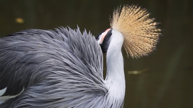 Black Crowned Crane, Preening. FullHD footage