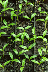 Sprouts of peppers