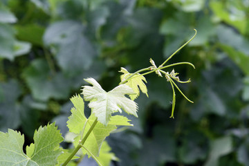 Sarmiento verde claro con vegetación al fondo