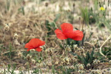 Amapolas. Dos flores rojas con pétalos de terciopelo fino