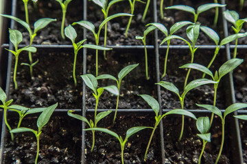 Sprouts of peppers
