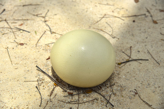Egg of ostrich
