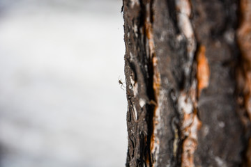 spider on the tree