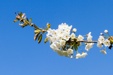 White Blossom
