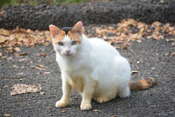 Kaneohe Calico