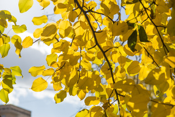 Yellow leaves over sunny rays