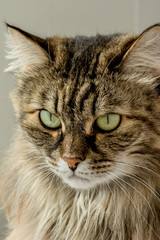 The cat poses for the camera