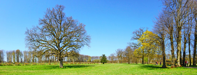 Fototapeta na wymiar Parklandschaft im Frühling mit kahlen Bäumen