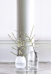 Cherry branches in glass vases.