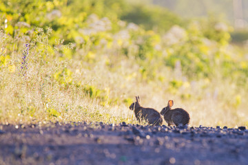 Easter Cottontail rabbit