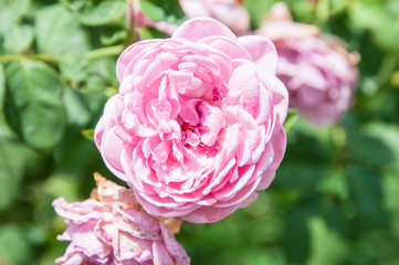 Natural flower background. Amazing nature view of  flowers blooming in garden under sunlight at the middle of summer day.