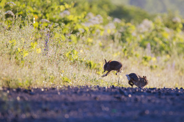 Easter Cottontail rabbit playing