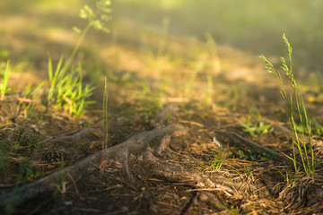 Sunrise sunset in the forest, trail, nature, background
