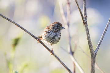 Song Sparrow