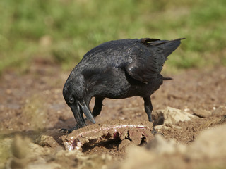 Common raven (Corvus corax)