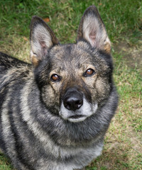 German Shepherd dog playing. Slovakia