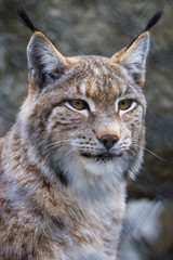Portrait of a lynx. Lynx is the most Northern species of the family Feline