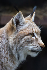 Portrait of a lynx. Lynx is the most Northern species of the family Feline