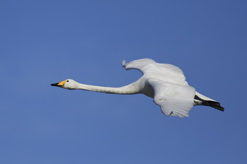 Whooper swan (Cygnus cygnus)