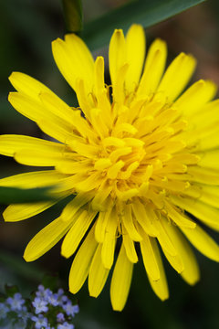 Stamens of yellow dandelion. Close up.
