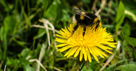 Hummel ( Bombus )