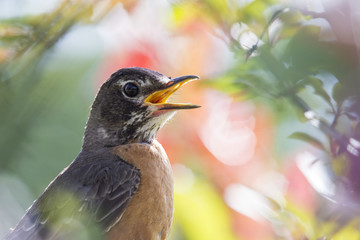 Robin singing