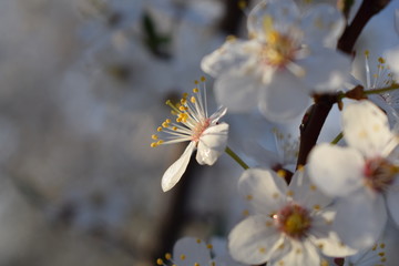 Small white flowers