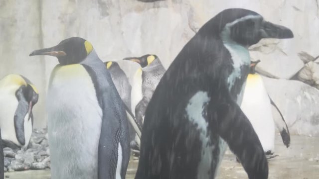 Snow Falls in Penguin Habitat. FullHD footage