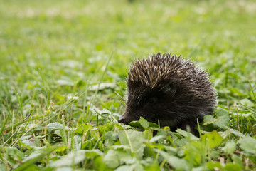Hedgehog in the grass. Slovakia