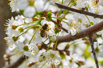 The bee collects pollen from cherry.