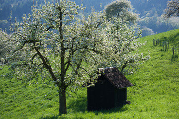 Häuschen im Odenwald