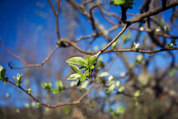 spring tree with small green leaves on blue sky