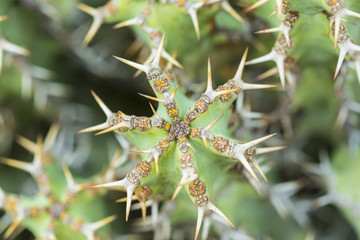 Green cactus with spikes close up